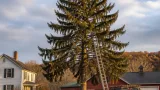 Norway spruce from West Edmeston chosen as 2026 Rockefeller Center Christmas tree