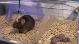 Study traces how mouse mothers wake to pups’ calls during sleep